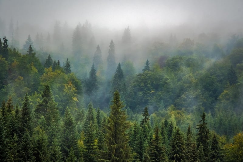 Elven Woods